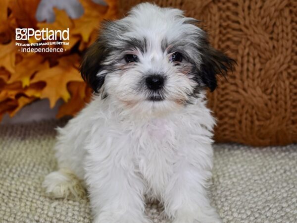 Mal-Shi DOG Male Gold and White 4544 Petland Independence, Missouri