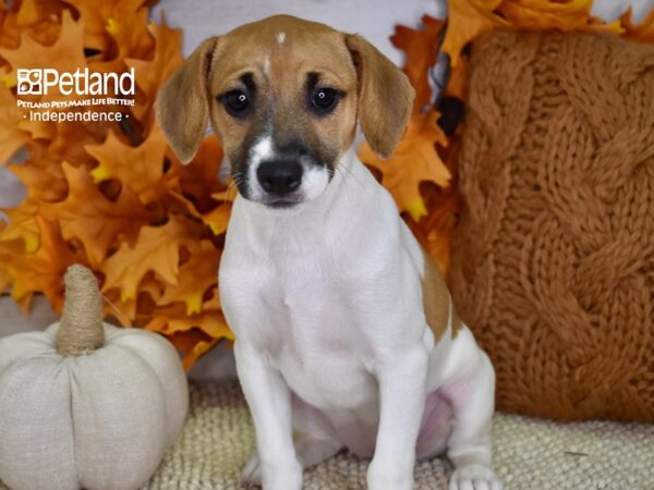 Jack Russell Terrier-DOG-Female-Tan & White-4549-Petland Independence, Missouri