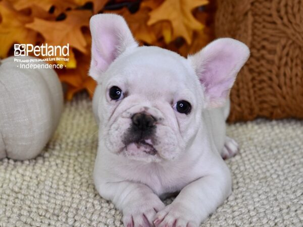 French Bulldog DOG Male White 4557 Petland Independence, Missouri