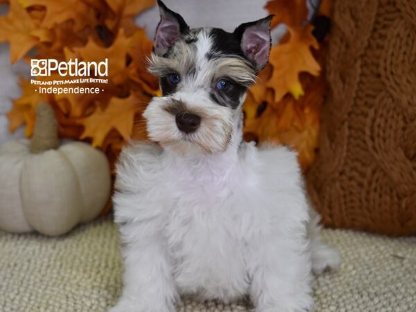 Miniature Schnauzer DOG Male Merle 4555 Petland Independence, Missouri
