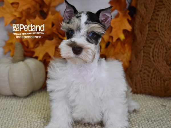 Miniature Schnauzer-DOG-Male-Merle-4555-Petland Independence & Lee's Summit, MO