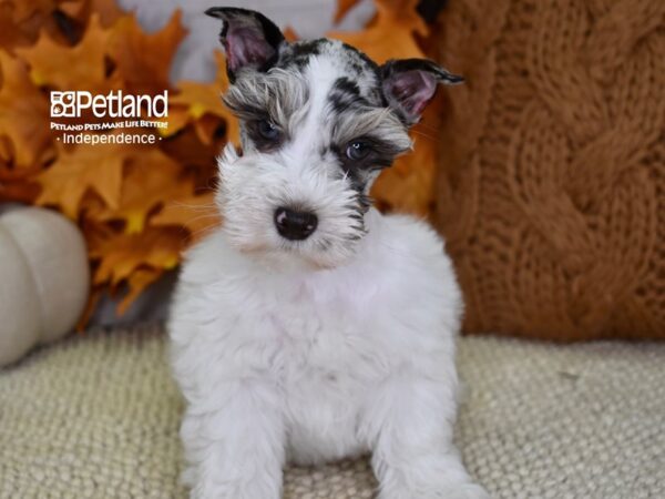 Miniature Schnauzer DOG Male Merle 4554 Petland Independence, Missouri