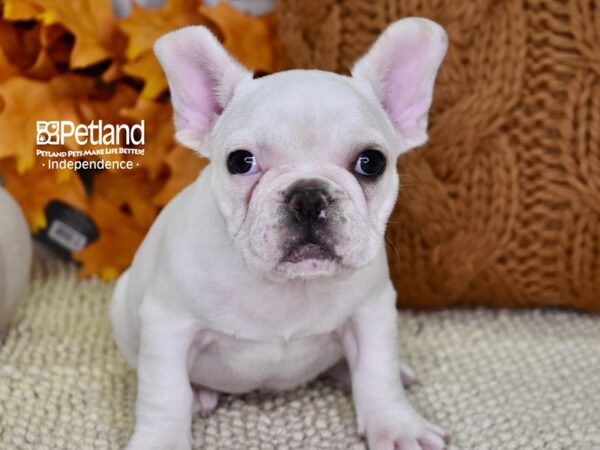 French Bulldog DOG Female White 4559 Petland Independence, Missouri