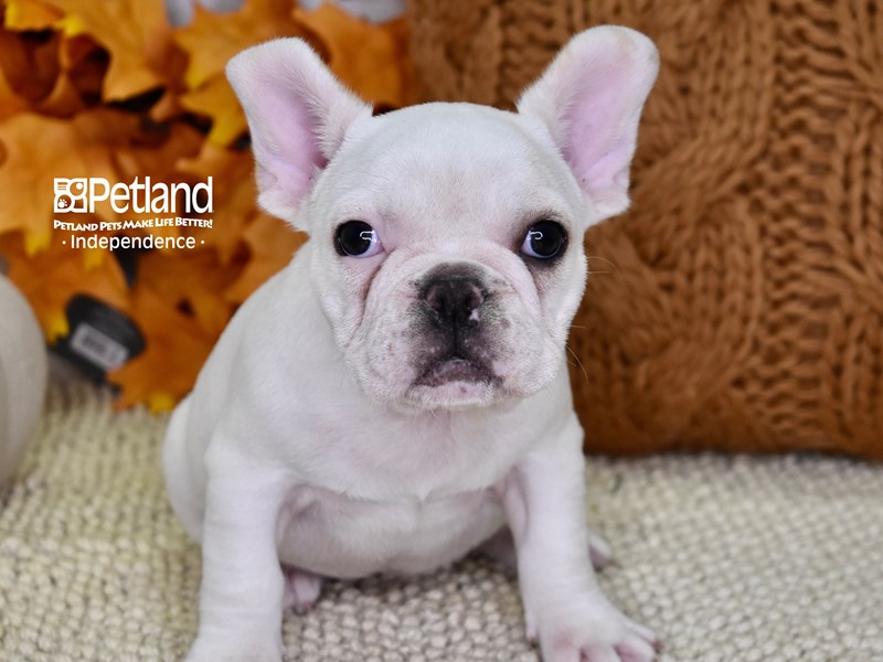 French Bulldog-DOG-Female-White-3346266-Petland Independence, Missouri