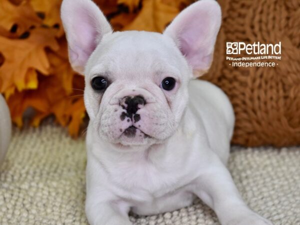 French Bulldog-DOG-Female-White-4558-Petland Independence & Lee's Summit, MO