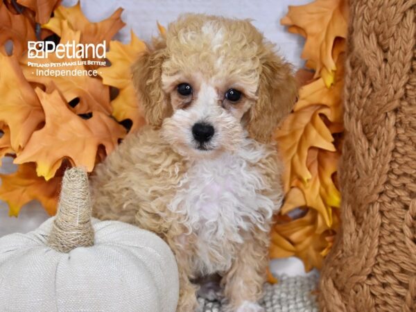 Poodle DOG Male Apricot 4539 Petland Independence, Missouri