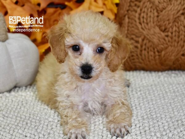 Poodle DOG Male Apricot 4540 Petland Independence, Missouri