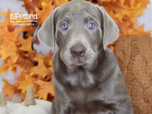 Labrador Retriever DOG Male Silver 4561 Petland Independence, Missouri