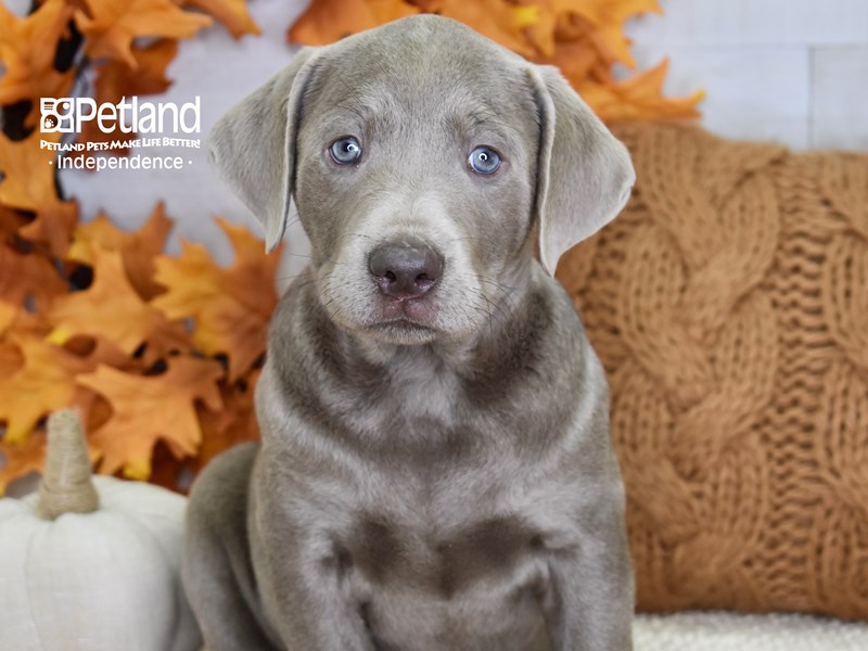 Labrador Retriever-DOG-Male-Silver-3346328-Petland Independence, Missouri