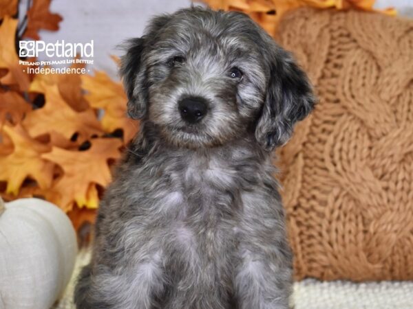 Miniature Aussiedoodle DOG Male Merle 4553 Petland Independence, Missouri