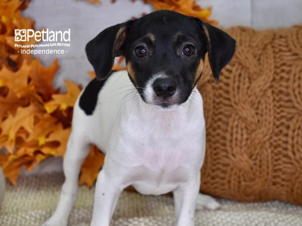 Jack Russell Terrier-DOG-Male-Tri-4548-Petland Independence & Lee's Summit, MO
