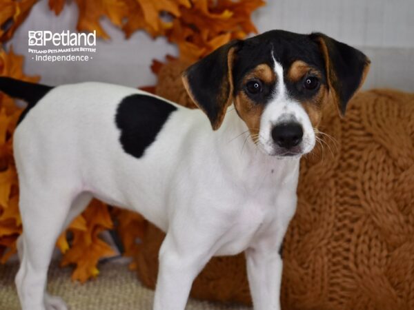 Jack Russell Terrier DOG Female Tri 4547 Petland Independence, Missouri