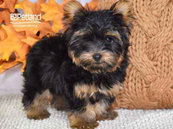 Yorkshire Terrier DOG Male Black and Tan 4565 Petland Independence, Missouri