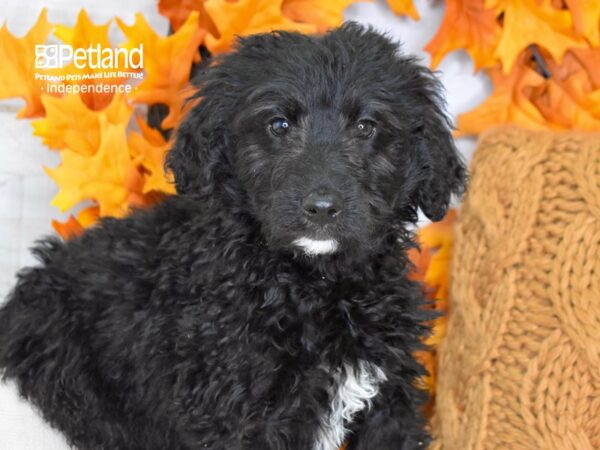 Goldendoodle DOG Male Black 4564 Petland Independence, Missouri