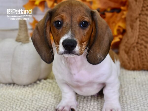 Dachshund DOG Male Red 4563 Petland Independence, Missouri