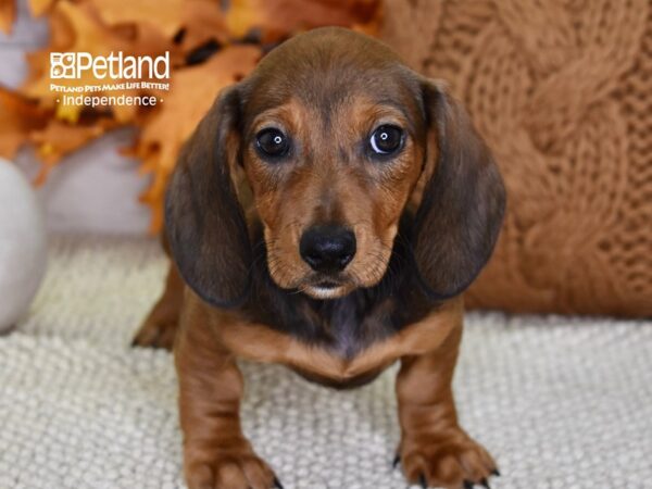 Dachshund-DOG-Female-Red-4562-Petland Independence, Missouri