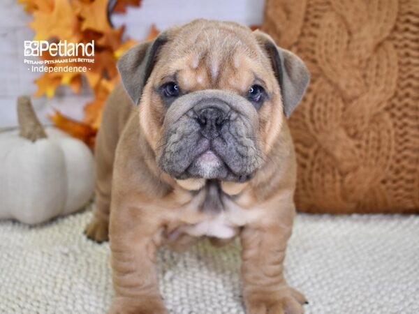 English Bulldog DOG Male Blue Fawn 4580 Petland Independence, Missouri