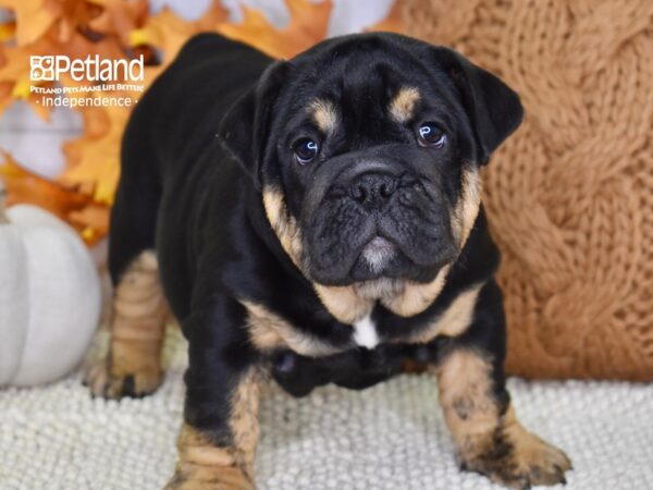 English Bulldog DOG Female Black & Tan 4581 Petland Independence & Lee's Summit, MO