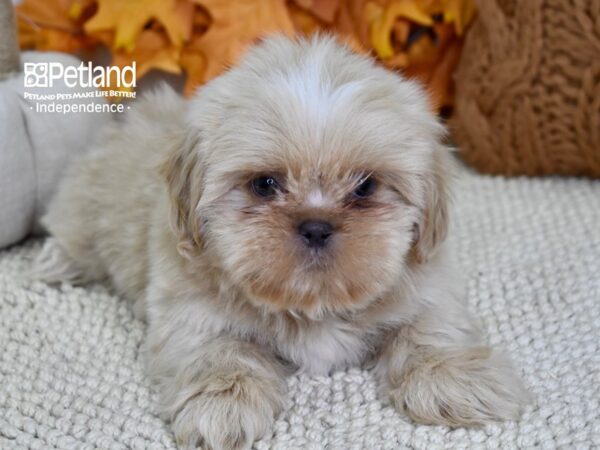 Shih Tzu DOG Male Lilac 4578 Petland Independence, Missouri