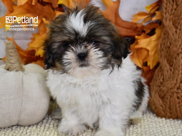 Shih Tzu DOG Male Brown & White 4577 Petland Independence, Missouri