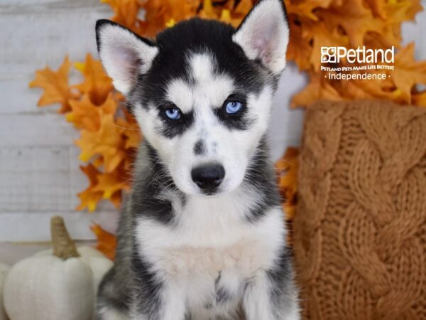 Siberian Husky DOG Female Black & White 4576 Petland Independence, Missouri