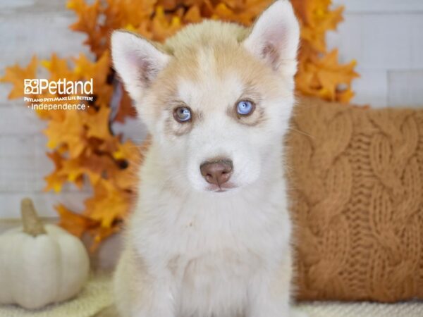 Siberian Husky DOG Male Red & White 4575 Petland Independence, Missouri