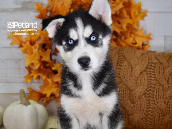 Siberian Husky DOG Male Black & White 4574 Petland Independence, Missouri