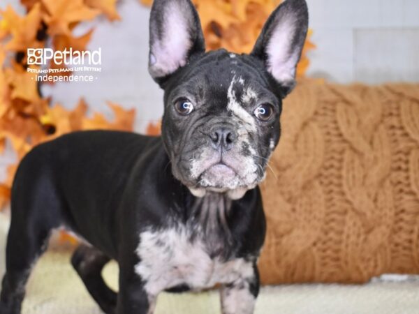 French Bulldog-DOG-Female-Black Merle-4566-Petland Independence, Missouri