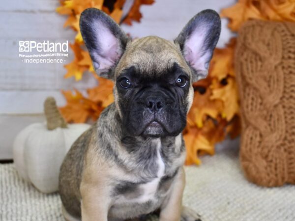 French Bulldog DOG Male Sable 4567 Petland Independence, Missouri