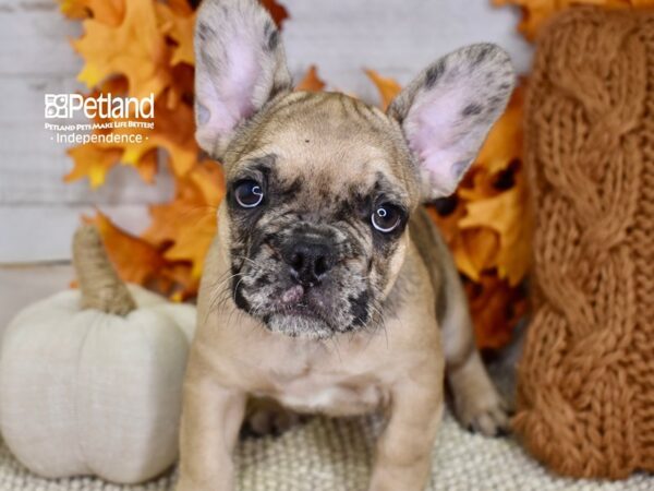 French Bulldog-DOG-Male-Fawn Merle-4568-Petland Independence & Lee's Summit, MO