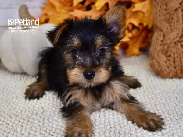 Yorkshire Terrier DOG Female Black & Tan 4571 Petland Independence, Missouri