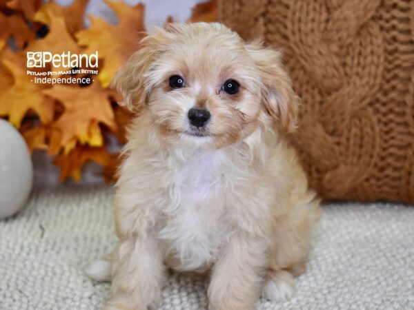 Cavapoo DOG Female Apricot 4572 Petland Independence, Missouri