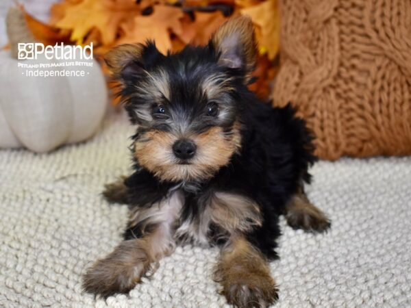 Yorkshire Terrier DOG Male Black & Tan 4570 Petland Independence, Missouri