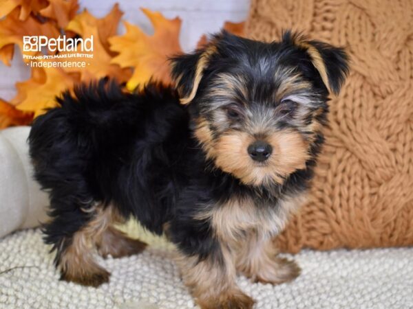 Yorkshire Terrier DOG Male Black & Tan 4569 Petland Independence, Missouri