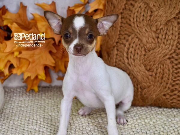 Jack Chi-DOG-Female-Brown and White-4602-Petland Independence & Lee's Summit, MO