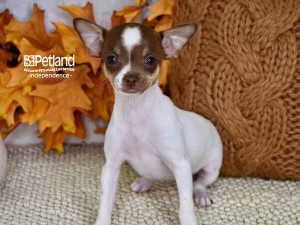 Jack Chi DOG Female Brown and White 4602 Petland Independence, Missouri