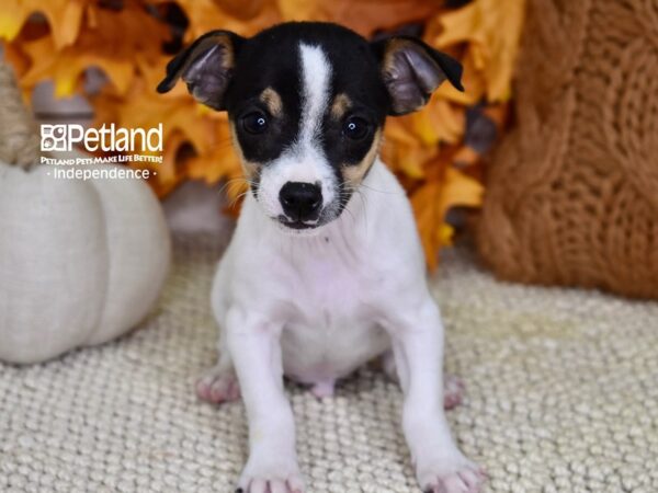 Jack Chi-DOG-Male-Tri-4601-Petland Independence, Missouri