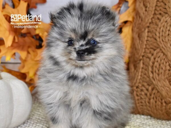 Pomeranian DOG Male Blue Merle 4598 Petland Independence, Missouri