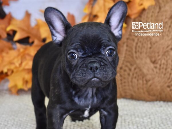 French Bulldog DOG Female Brindle 4593 Petland Independence, Missouri