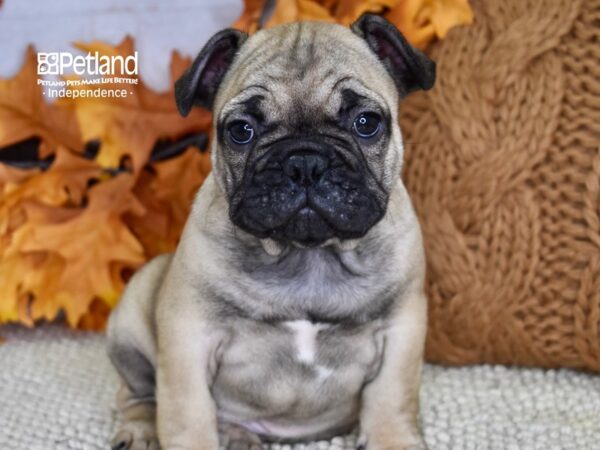 French Bulldog DOG Male Fawn 4592 Petland Independence, Missouri