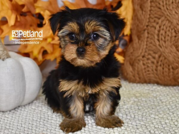 Yorkshire Terrier DOG Female Black and Gold 4588 Petland Independence, Missouri