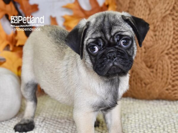 Pug DOG Male Fawn 4587 Petland Independence, Missouri