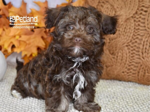 Havanese DOG Male Chocolate 4586 Petland Independence, Missouri