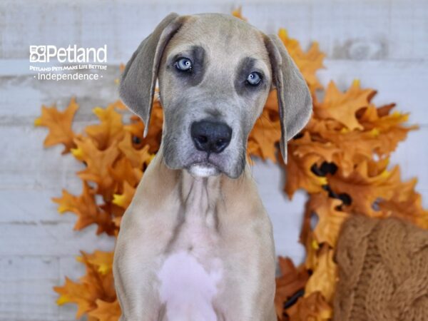 Great Dane DOG Male Fawn 4585 Petland Independence, Missouri