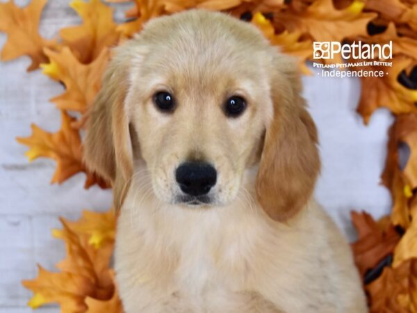 Golden Retriever DOG Male Golden 4584 Petland Independence, Missouri