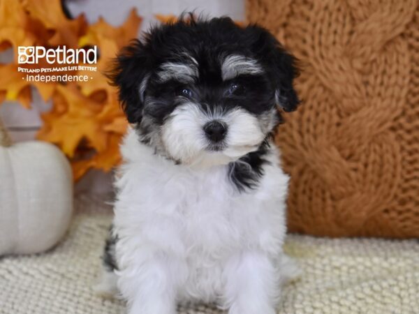 Maltipoo DOG Female Black and White 4591 Petland Independence, Missouri