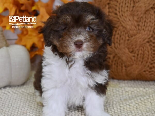 Maltipoo DOG Male Brown and White 4590 Petland Independence, Missouri