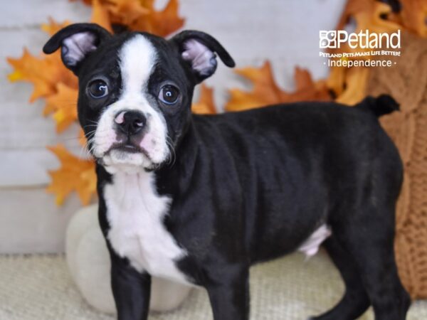 Boston Terrier-DOG-Male-Black and White-4583-Petland Independence & Lee's Summit, MO