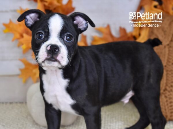 Boston Terrier DOG Male Black and White 4583 Petland Independence, Missouri