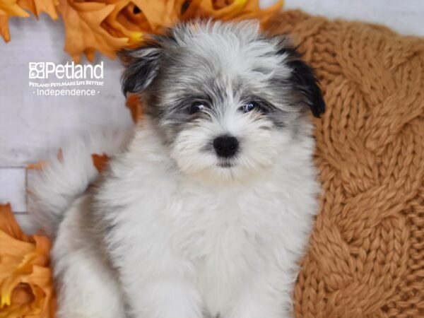 Maltipom-DOG-Male-Blue Merle and White-4582-Petland Independence, Missouri